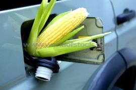 corn pollution